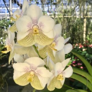 Vanda Nakorn sawan Bell x Tubtim Velvet