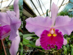 Cattleya hybrid 032