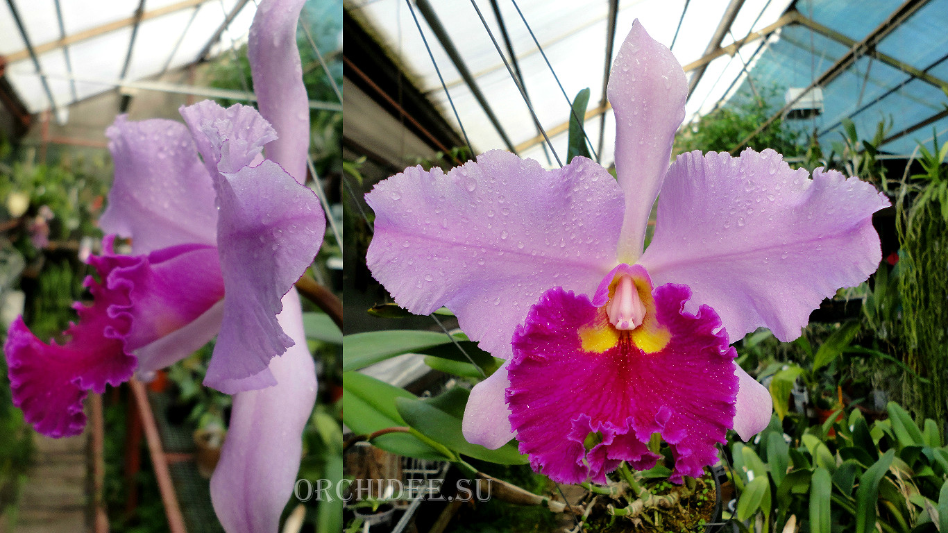 Cattleya hybrid 032