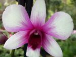 Dendrobium Polar Fire