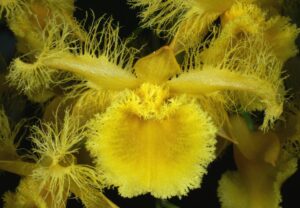 Dendrobium harveyanum