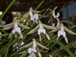 Dendrobium striolatum