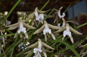 Dendrobium striolatum