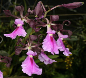 Encyclia cordigera