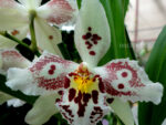 Oncidium hybrid 06
