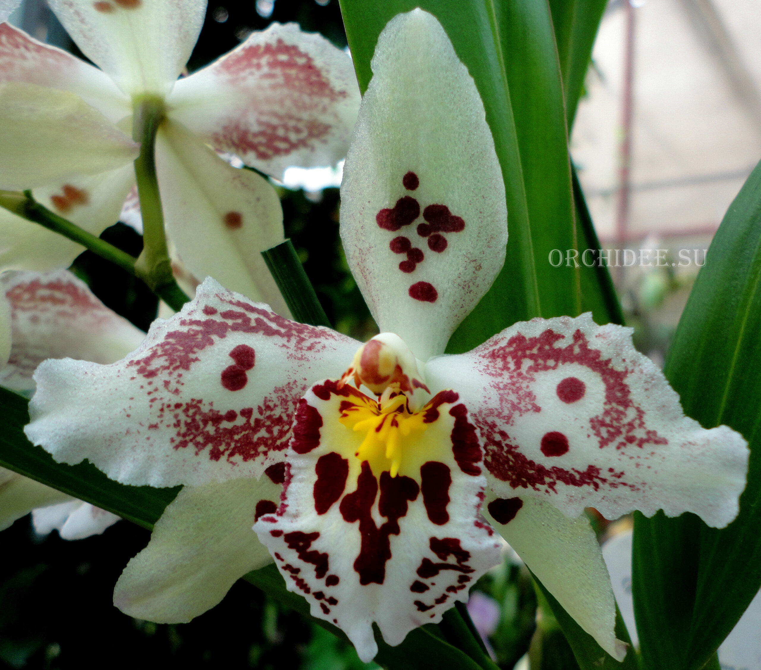 Oncidium hybrid 06