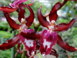 Oncidium hybrid 010