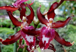 Oncidium hybrid 010