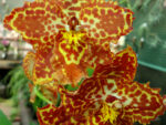 Oncidium hybrid 08