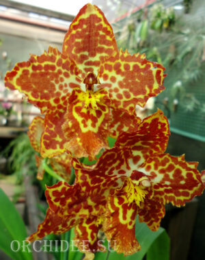 Oncidium hybrid 08