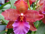 Oncidium hybrid 09