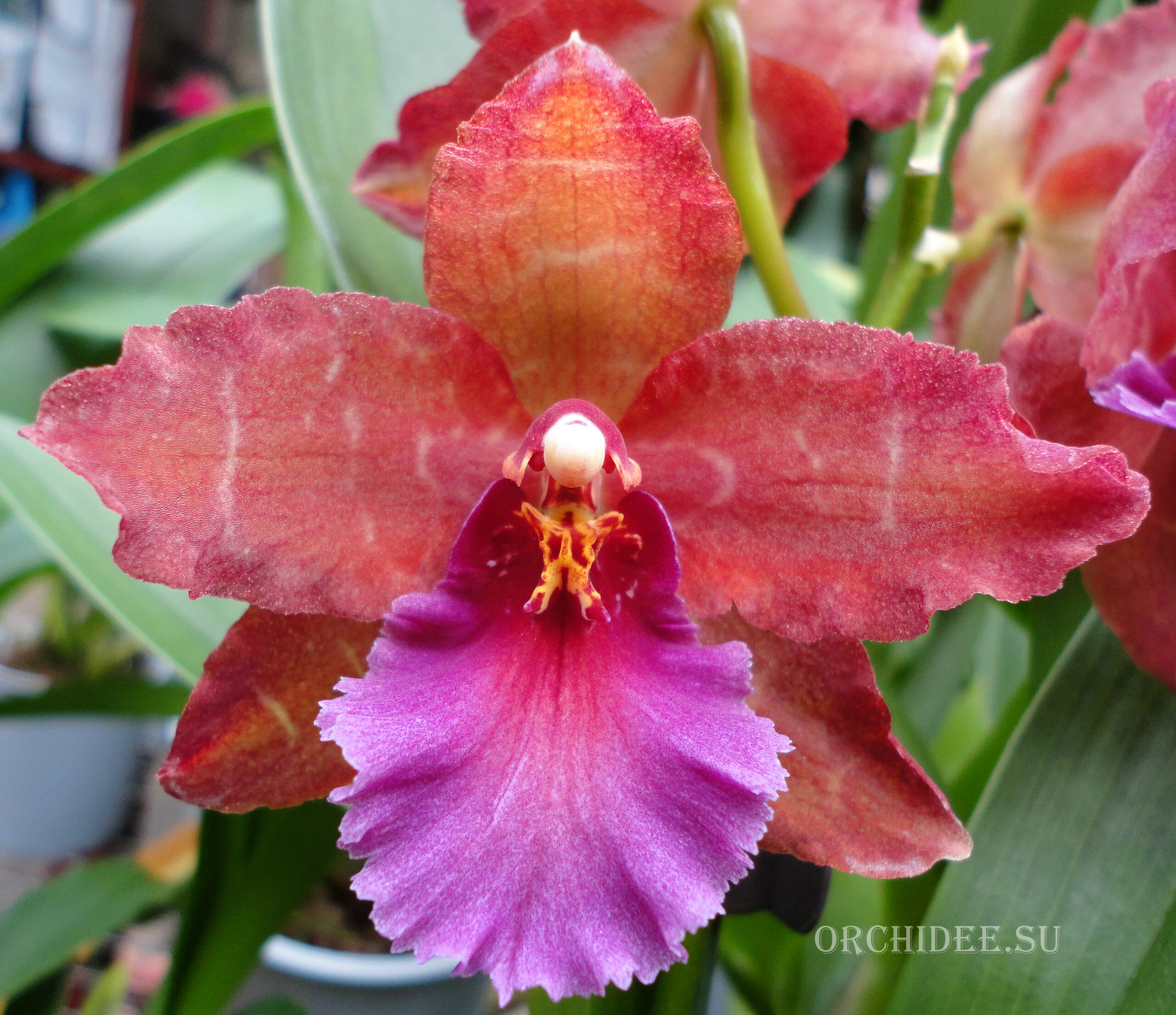 Oncidium hybrid 09