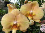 Phalaenopsis PH 223 OX Lottery Prince 'OX 957 'AM/AOS