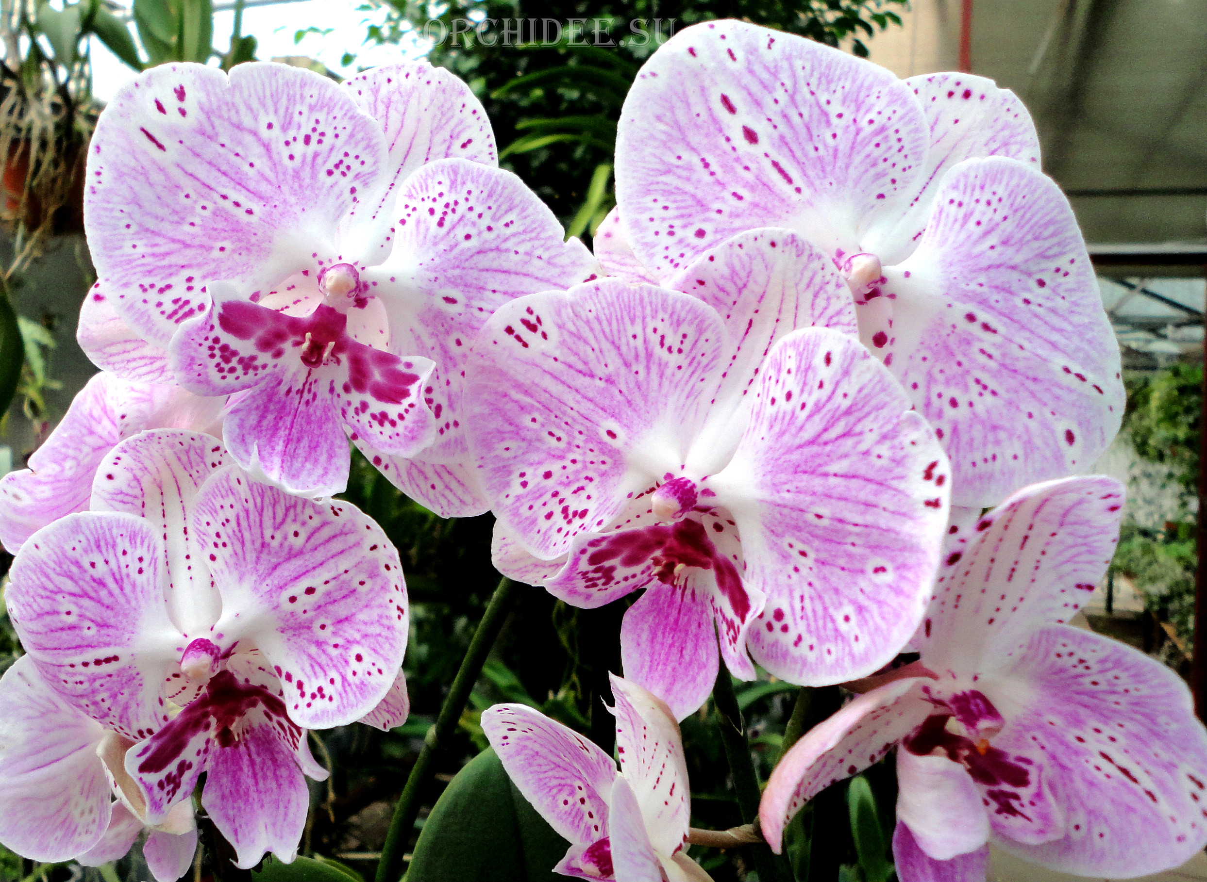 Phalaenopsis PH 228 Big Lip