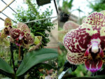 Phalaenopsis PHM 110