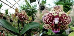 Phalaenopsis PHM 110