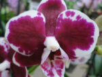 Phalaenopsis PHM 111 Harlekin type