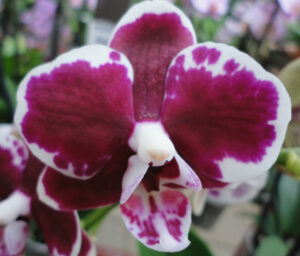 Phalaenopsis PHM 111 Harlekin type