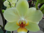 Phalaenopsis PHM 112 Pure Moon 'Cancun'