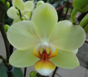 Phalaenopsis PHM 112 Pure Moon 'Cancun'