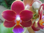 Phalaenopsis PHM 113