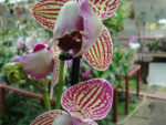 Phalaenopsis PP 012 peloric