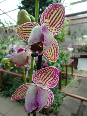 Phalaenopsis PP 012 peloric