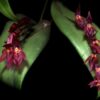Pleurothallis rowleei