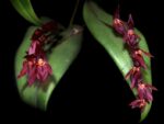 Pleurothallis rowleei