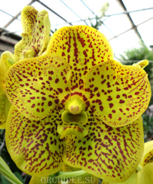 Vanda hybrid 07