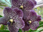 Vanda Sunanda Midnight Black