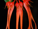 Bulbophyllum pecten-veneris