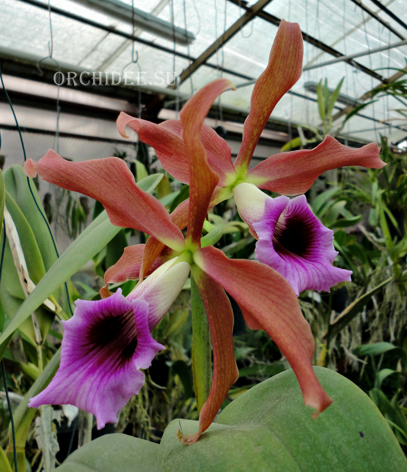 Laelia tenebrosa