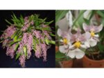 Oncidium ornithorhynchum x onustum