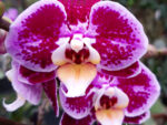 Phalaenopsis PHM 116 Bubbles