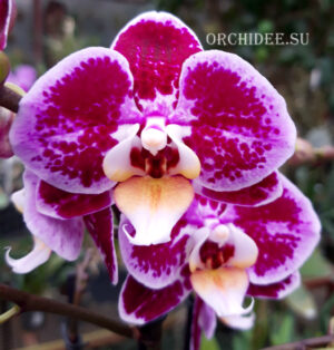 Phalaenopsis PHM 116 Bubbles