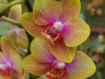 Phalaenopsis PHM 117