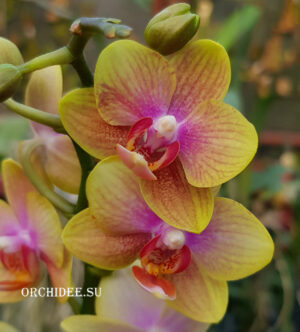 Phalaenopsis PHM 117