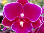 Phalaenopsis PHM 118 Big Lip
