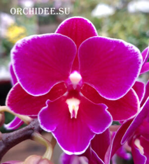 Phalaenopsis PHM 118 Big Lip