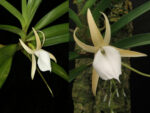 Angraecum obesum