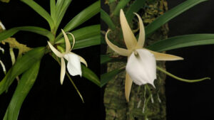 Angraecum obesum