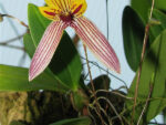 Bulbophyllum bolsteri