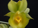 Catasetum expansum