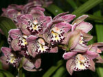 Cymbidium 'Vogel's Magic'