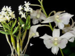 Dendrobium Mini Snowflake