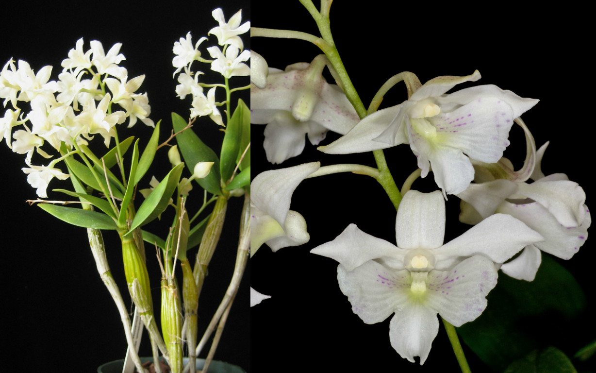 Dendrobium Mini Snowflake