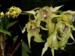 Dendrobium hodgkinsonii