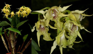 Dendrobium hodgkinsonii