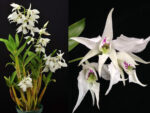 Dendrobium johnsoniae